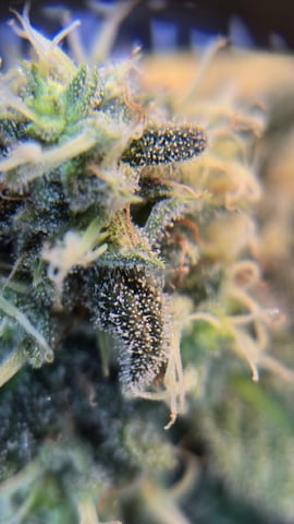  1 Blue Zushi x Venom & 1 Jack Here x Strawberry Cookies OG — flower, day 88