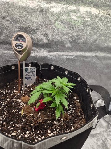 I'll get it right — vegetative, day 30
