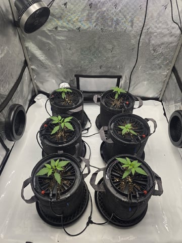 2nd Grow Lemon Cherry Cookies — vegetative, day 17