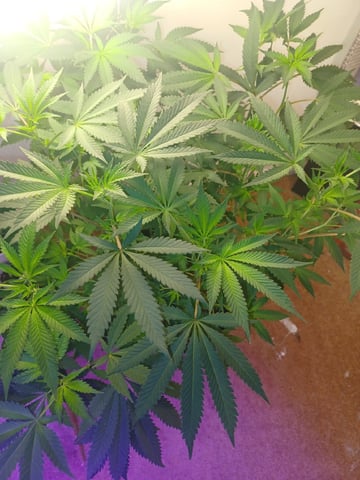 Poor Ivory — flower, day 106