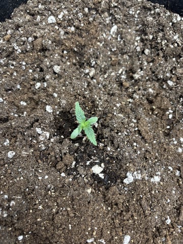 My First Grow