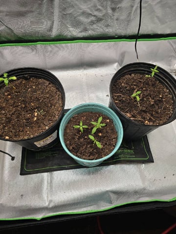 new start — vegetative, day 19