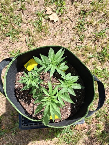 My First Grow