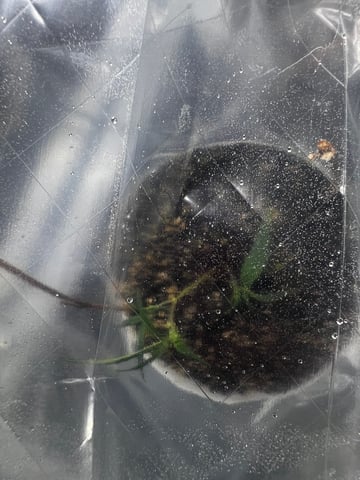 808 — grow_setup, day 2