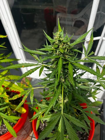 GNOMO Auto  — flower, day 8