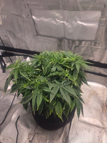 first grow — vegetative, day 23