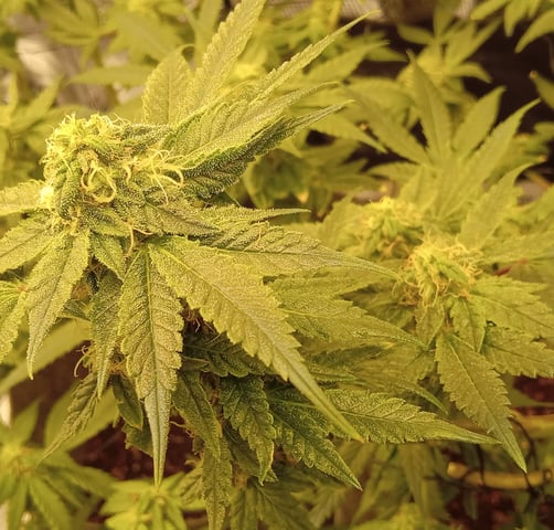 Blueberry critical kush x purple peyote wifi  and one L.a kush cake . — vegetative, day 25