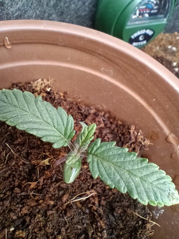 1st Grow Eva — seedling_rooting, day 13