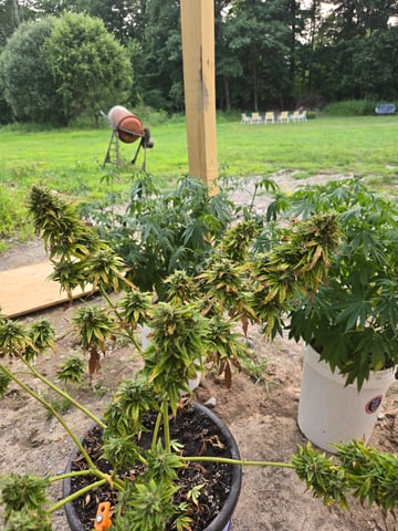 cherry pie  — flower, day 89