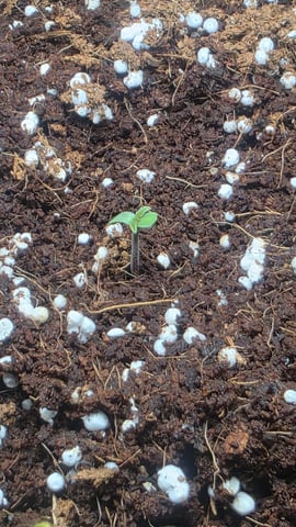 Grow #2 Thank You to All that helped guide me, offered advice, gave insight, or complimented progress. Now to apply some of what I learned the first go-round.  — germination, day 3