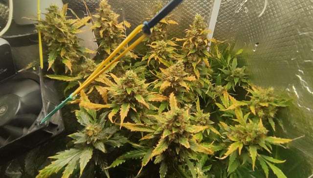 Crime Caramel Auto — flower, day 84