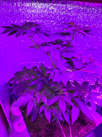 OG Kush — vegetative, day 7