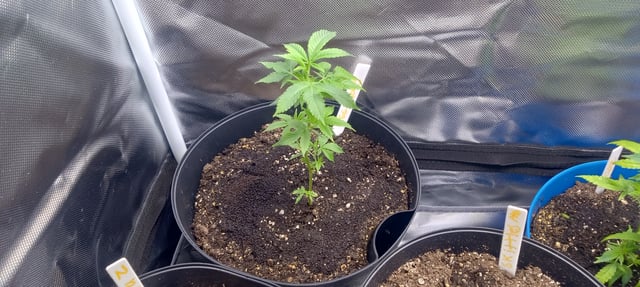 frst grow tent grow — vegetative, day 13