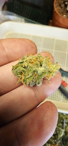 Blueberry  — flower, day 87