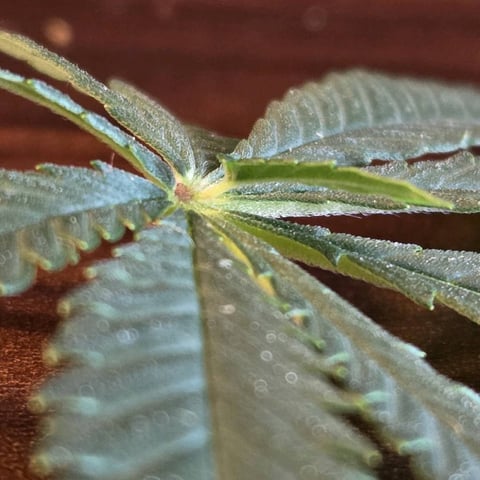 1st indoor grow 8 smaller plan t s — flower, day 55
