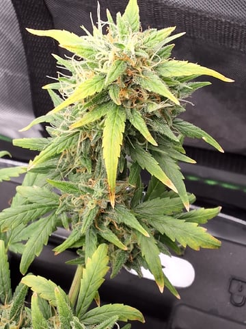 BABY SISTER — flower, day 87