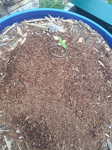 Bucket List Grow #1 — seedling_rooting, day 15