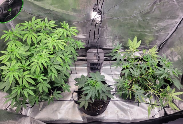 Grow — vegetative, day 30