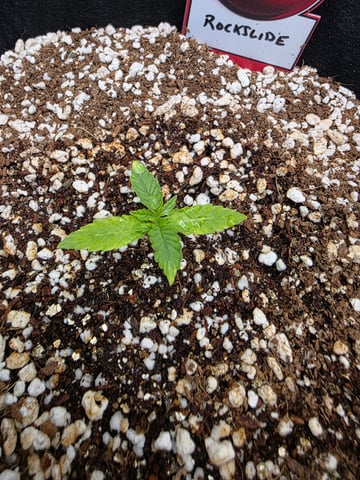 Sapphyre & Rockslide — seedling_rooting, day 12