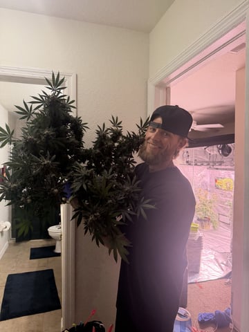 Planet Berry 7skunksgenetics  — harvest, day 55
