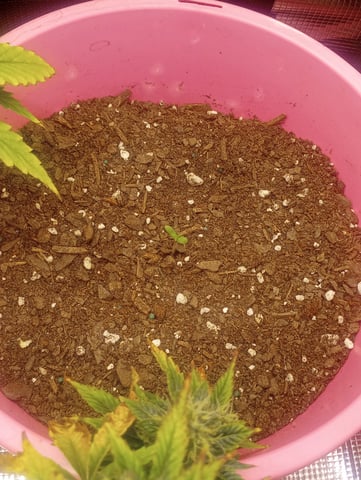 winter grow — seedling_rooting, day 1