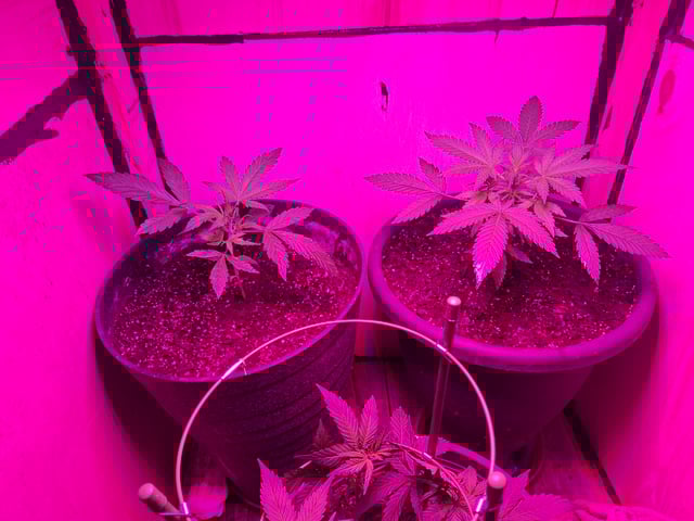 Banana  — vegetative, day 32