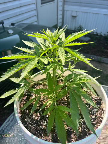 First ever grow — flower, day 48