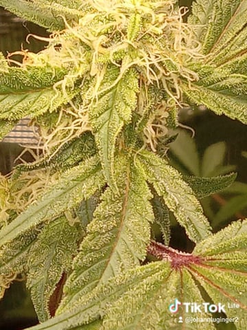 Blueberry critical kush x purple peyote wifi  and one L.a kush cake . — seedling_rooting, day 3