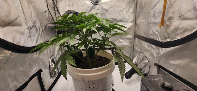 1st grow Dr. Nefario — vegetative, day 35
