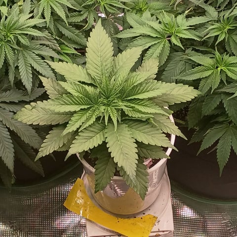 TentPlantLightFan — vegetative, day 56