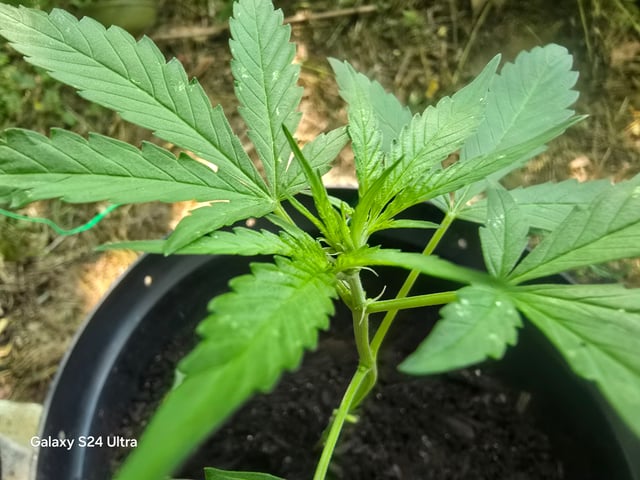 1st Grow — vegetative, day 25