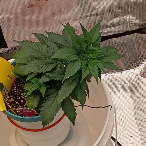 TentPlantLightFan — vegetative, day 35