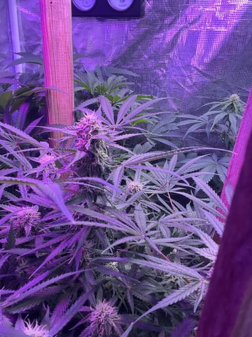 Milky Way F1 — flower, day 66