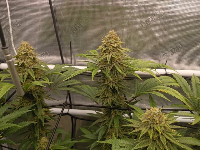FastBuds Photo-Lemon Mandarin  — flower, day 131