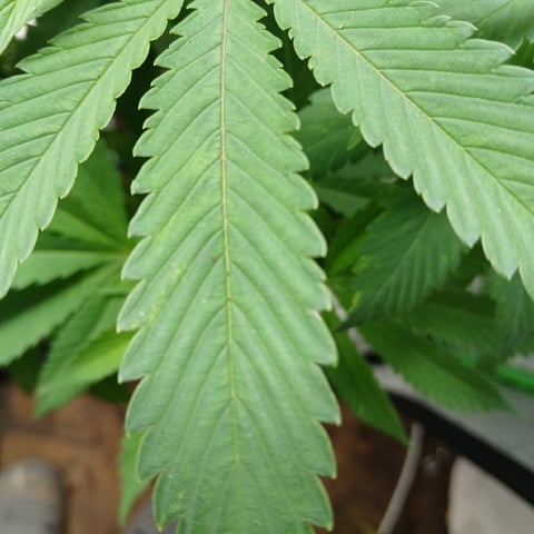 run #3 — vegetative, day 30