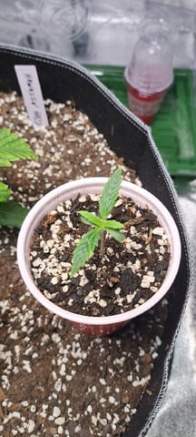 Hawaiian Haze  — vegetative, day 16