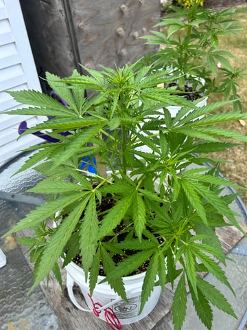 First ever grow — flower, day 55