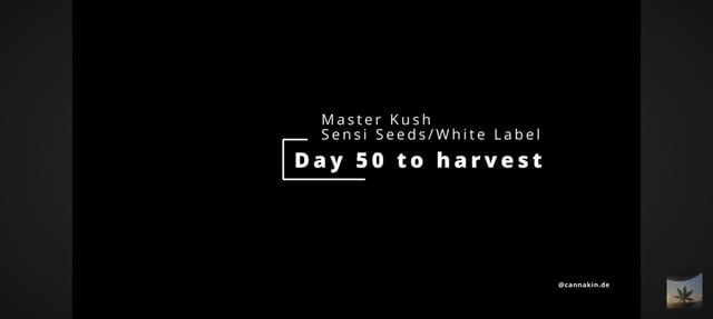 Master Kush — vegetative, day 44