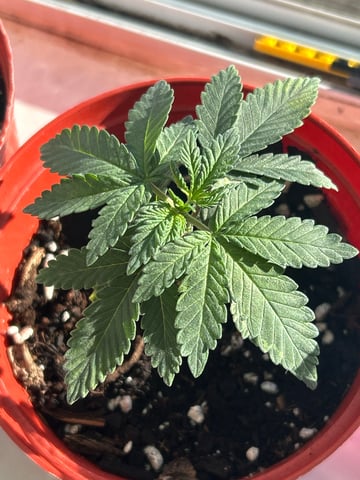 Stardust OG  — vegetative, day 13