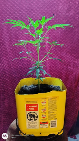 Miracle Murray  — seedling_rooting, day 42