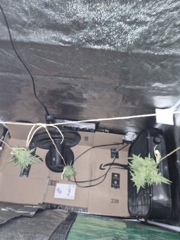 I'll get it right — harvest, day 101