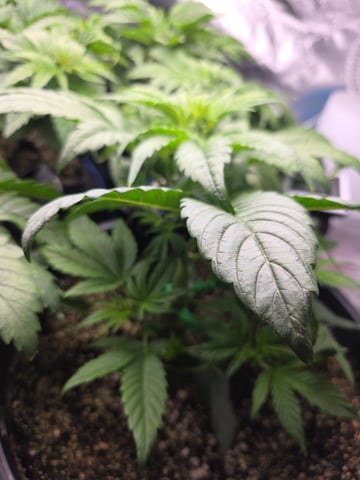 Hazy Daze — vegetative, day 26