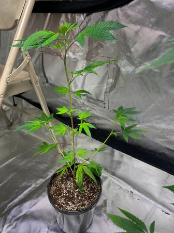 The start up — seedling_rooting, day 14