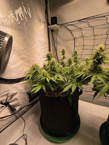 Purple Skunk 3 x 5  — flower, day 72