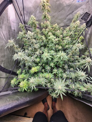Organicguy047