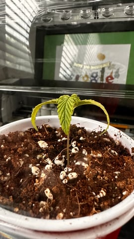 Autos: Banana Purple Punch (1)  & Guava Fig (2) — auto, day 17