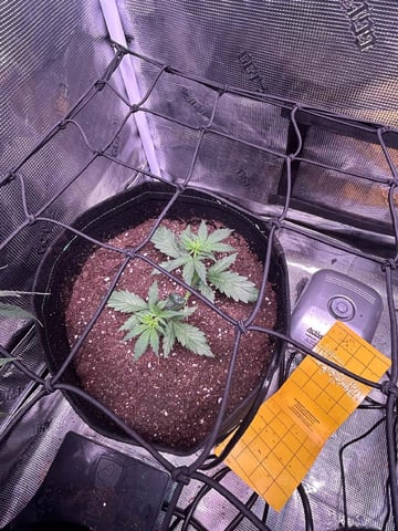 Vanna's Vanilla — vegetative, day 25