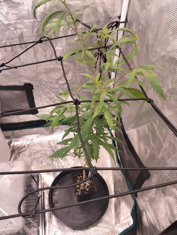 Nana's x BBC  — seedling_rooting, day 1