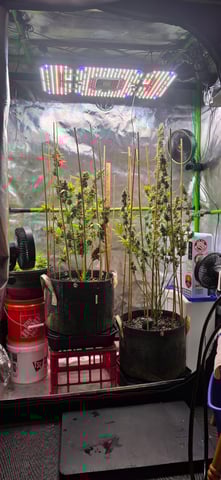 Here We Grow... — flower, day 97