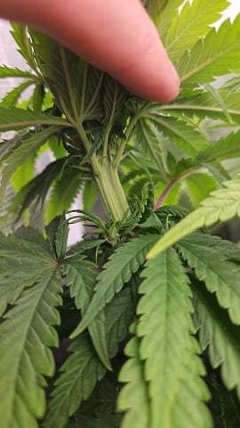 Double Trouble  — flower, day 59